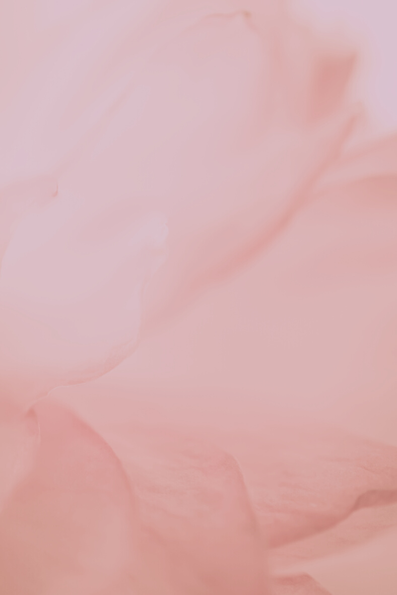 sweet color lotus petals in soft color and blur style